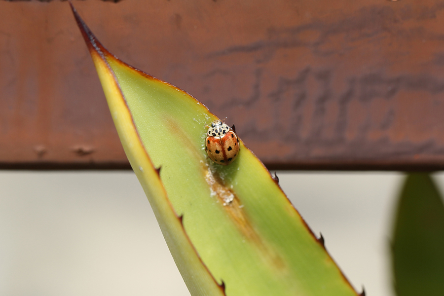 Coccinellidae: Harmonia quadripunctata